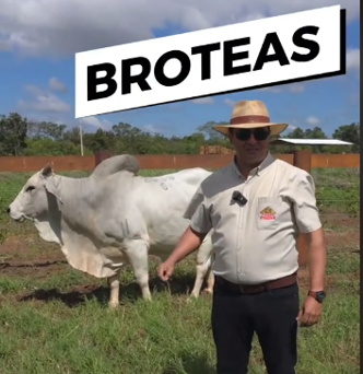 SEMEN DE TORO BROTEAS TOP 0,5 %