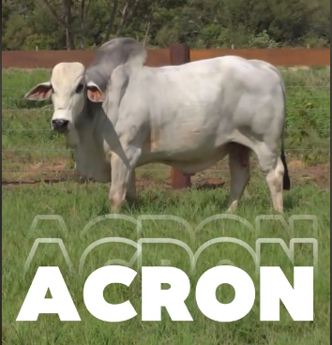 SEMEN DE TORO ACROM TOP 0,5 %